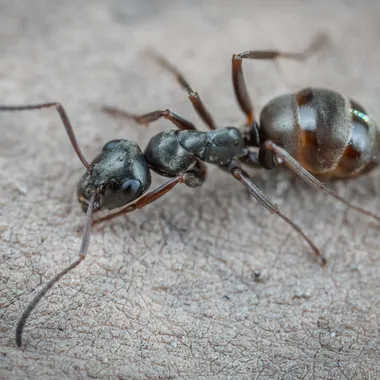 Macro photograph of a black house ant on a rough outdoor surface