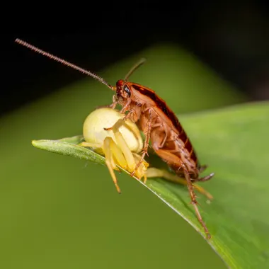 German cockroach on a green leaf, the species most often found in Ryde kitchens