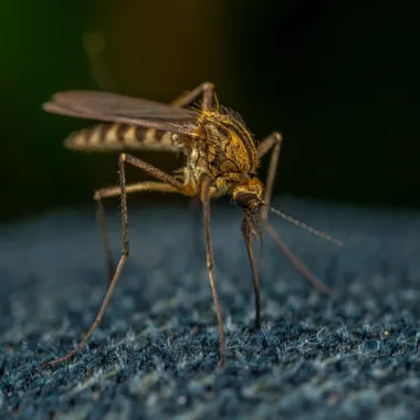 Macro photograph of a mosquito resting on fabric
