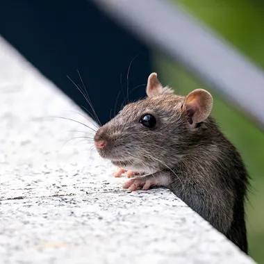 House mouse peering over a concrete edge outdoors