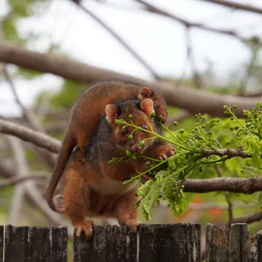 Brushtail possum with a joey on a timber fence