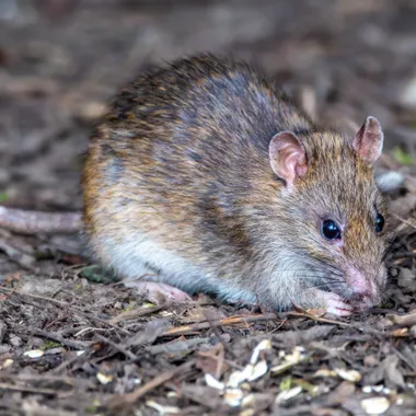 Brown rat foraging in undergrowth near a suburban garden