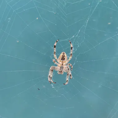 Spider resting in the centre of its web in garden greenery