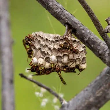 Paper wasp nest on a branch with wasps on the comb